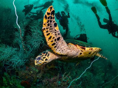 The Ultimate Diving Expedition in the Heart of the Coral Triangle