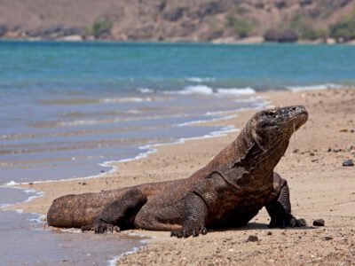 A Liveaboard Boat Journey to See the Mighty Komodo Dragons