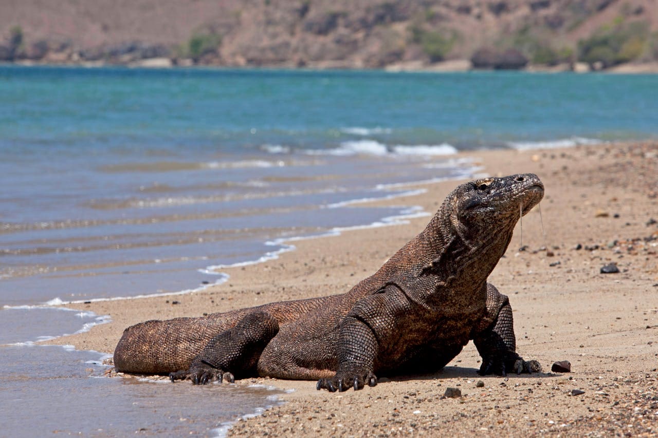 Komodo Dragons, Indonesia