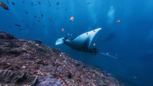 Discovering Indonesia’s Best Scuba Diving Spots Around Stunning Raja Ampat Islands