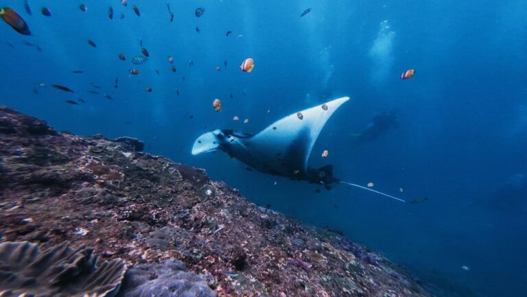 Discovering Indonesia’s Best Scuba Diving Spots Around Stu...